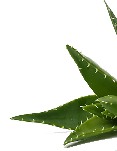 Aloe vera - rostlina s mnoha fantastickými vlastnostmi