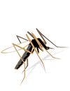 5 tipů proti komářímu bodnutí