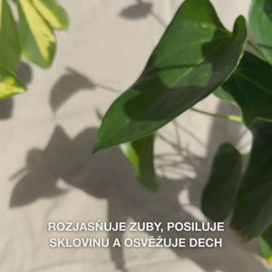 Detail ruky, která nabírá pastu Whitening Toothpaste do štětce zubního kartáčku, a jemně s ní čistí zuby krouživými pohyby: jemná textura pasty obsahuje hydratovaný oxid křemičitý (silika), aluminu a menthol, účinně odstraňuje skvrny, posiluje sklovinu a zanechává svěží dech 