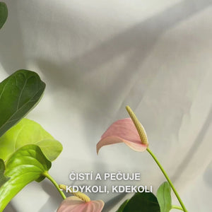 Detail ruky, která rozkládá měkký, vlhký pleťový ubrousek s Tea Tree Oil, a jemně jím přejíždí přes pleť, aby odstranila make-up, mastnotu a nečistoty — zdůrazněn je jemný materiál a osvěžující, zklidňující efekt vhodný pro citlivou až mastnou pleť.