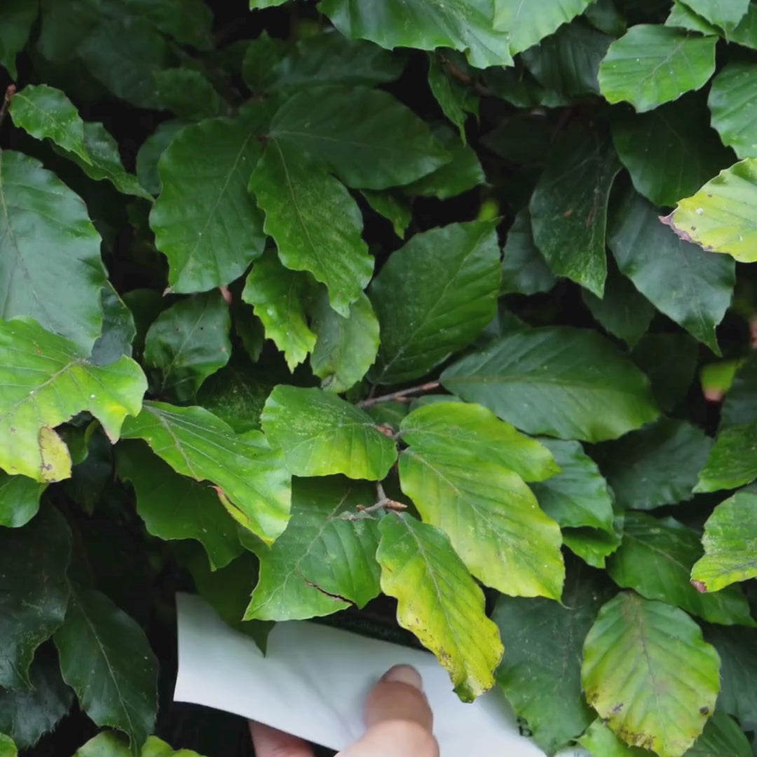 Video zobrazující ženu, která si nanáší naši růžovou pleťovou masku s kolagenem a vitamínem B12.